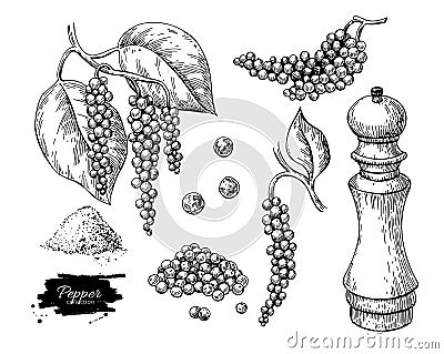 Black pepper vector drawing set. Peppercorn heap, mill, dryed seed, plant, grounded powder. Vector Illustration