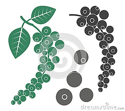 Black pepper Vector Illustration