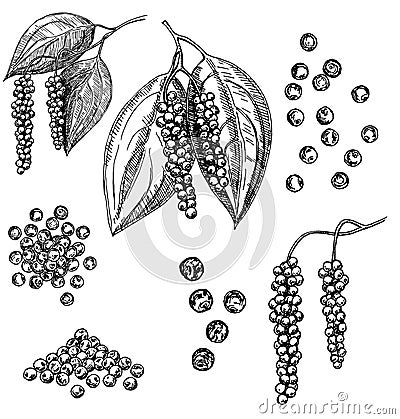 Black pepper vector set. Peppercorn heap, dried seed, plant, grounded powder Stock Photo