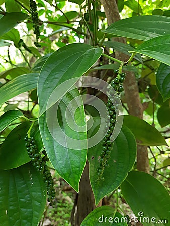 Black pepper vine - Piper Nigrum - green drupes with leaves in Sri Lanka Stock Photo