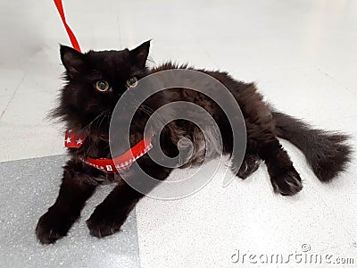 Black Persian cat Stock Photo