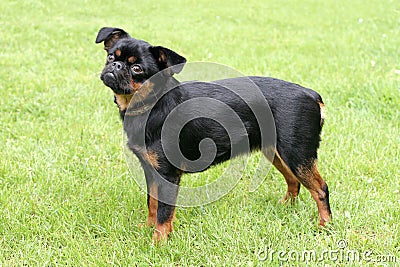 Black Petit Brabancon dog Stock Photo