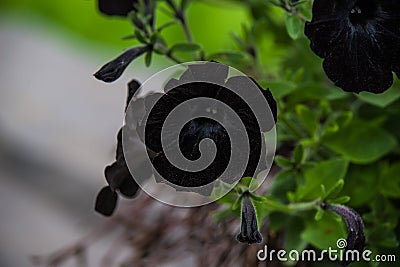 Black Petunia Stock Photo