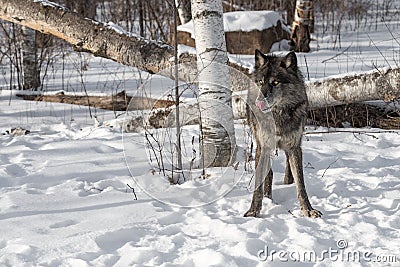 Black Phase Grey Wolf Canis lupus Licks Nose Looking Left Stock Photo