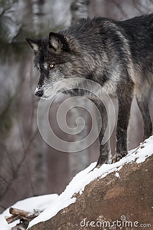 Black Phase Grey Wolf Canis lupus Looks Down From Atop Rock Stock Photo