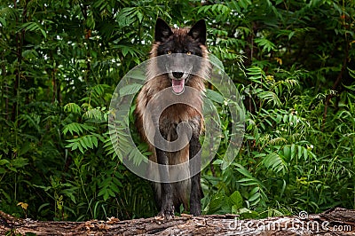 Black Phase Grey Wolf Canis lupus Looks Out from Atop Log Stock Photo