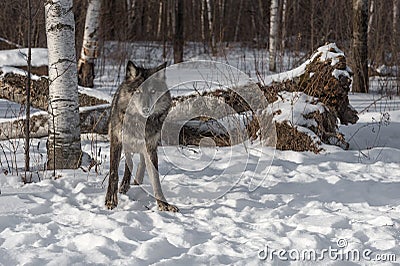 Black Phase Grey Wolf Canis lupus Looks Out from Forest Stock Photo