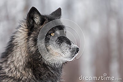 Black Phase Grey Wolf Canis lupus Looks to the Right Stock Photo