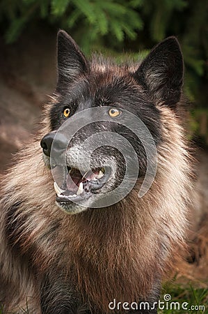 Black Phase Grey Wolf Canis lupus Looks Up Stock Photo