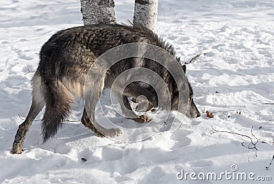 Black Phase Grey Wolf Canis lupus Moves Right Head Down Stock Photo