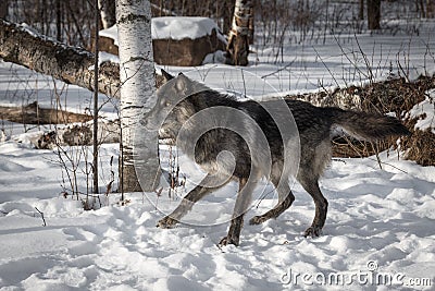 Black Phase Grey Wolf Canis lupus Moves to Left Stock Photo