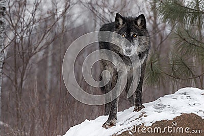 Black Phase Grey Wolf Canis lupus Paw Forward On Rock Stock Photo