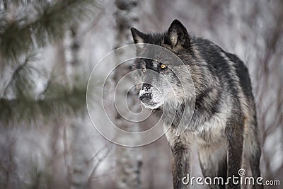 Black Phase Grey Wolf Canis lupus Peers Out Intently Stock Photo