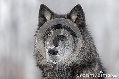 Black Phase Grey Wolf Canis lupus Portrait Stock Photo