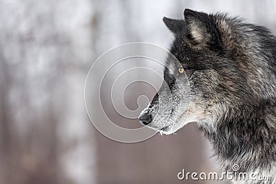 Black Phase Grey Wolf Canis lupus Profile Copy Space Stock Photo