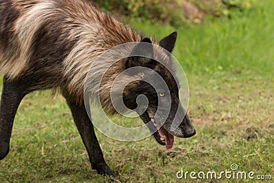 Black Phase Grey Wolf Canis lupus Prowls Right Close Stock Photo