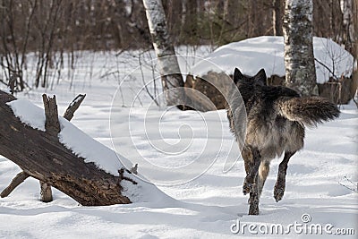 Black Phase Grey Wolf Canis lupus Runs Away Stock Photo