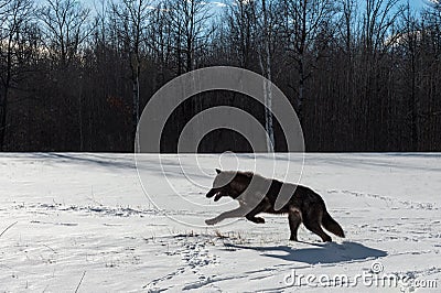 Black Phase Grey Wolf Canis lupus Runs Left Through Snow Silhouetted in Field Winter Stock Photo