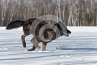 Black Phase Grey Wolf Canis lupus Runs Right in Snowy Field Stock Photo