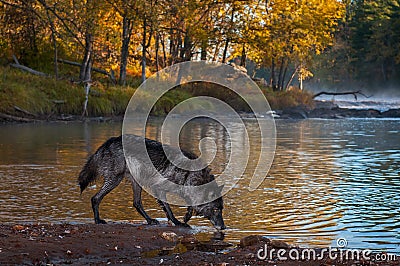 Black Phase Grey Wolf Canis lupus Sniffs Along Riverbank Stock Photo