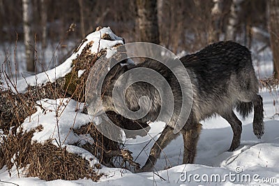 Black Phase Grey Wolf Canis lupus Sniffs at Log Stock Photo