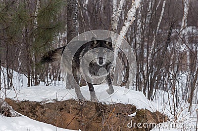 Black Phase Grey Wolf Canis lupus Starts to Jump Off Rock Stock Photo