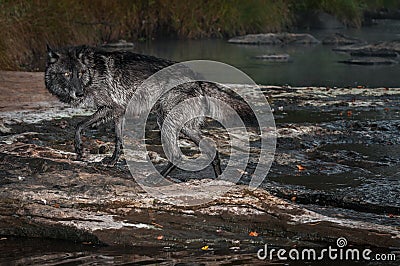 Black Phase Grey Wolf Canis lupus Steps Out of River Autumn Stock Photo