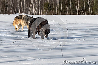 Black Phase and Grey Wolf (Canis lupus) Walk Forward Snow on Nose Winter Stock Photo