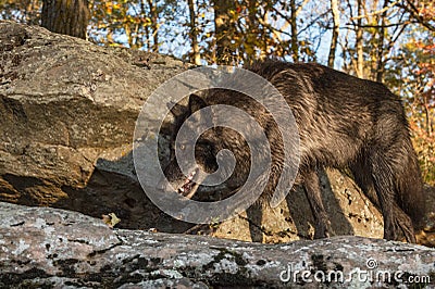 Black Phase Grey Wolf Canis lupus Walks Left Across Rocks Autumn Stock Photo