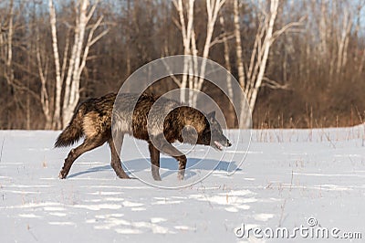 Black Phase Grey Wolf Canis lupus Walks Right Across Snowy Fie Stock Photo