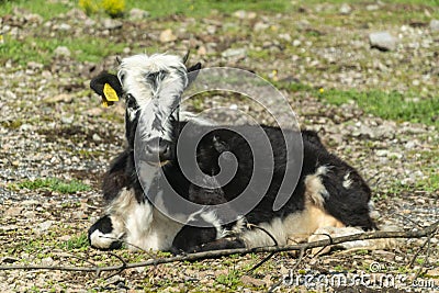 Black-pied cow - bulgarian cattle breed Editorial Stock Photo