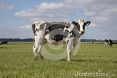 Black pied cow, friesian holstein, in the Netherlands, standing on green grass in a meadow, pasture, at the background a few cows Stock Photo