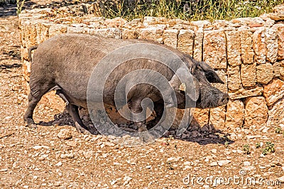 Iberian Black Pig, Mallorca. Stock Photo