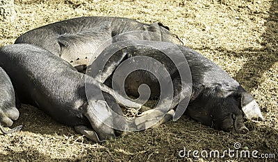 Black pigs resting Stock Photo