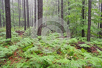 Black pine forest in the rain Stock Photo