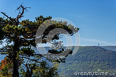 Black Pine Trees in The Vienna Woods Stock Photo