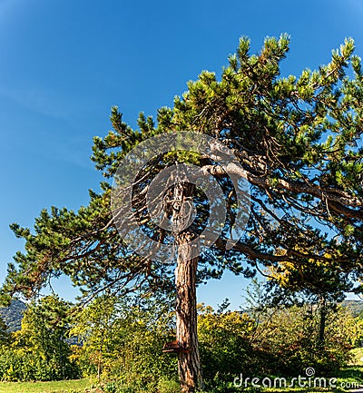 Black Pine Trees in The Vienna Woods Stock Photo