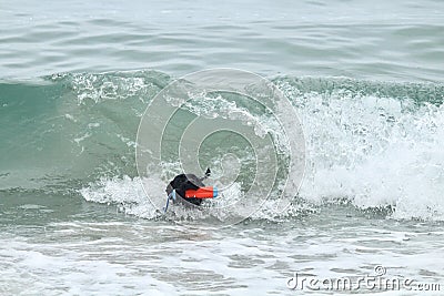 Black pit bull fetching toy in the waves in the Pacific Ocean Stock Photo