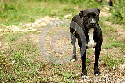 Black pitbul looking at the camera Stock Photo