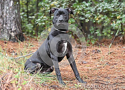 Black Pitbull Lab Boxer mix dog sitting down outside on leash Stock Photo