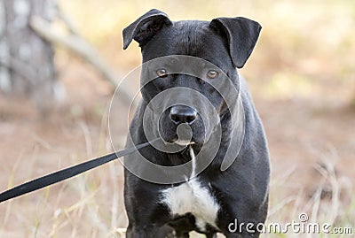 Black Pitbull Labrador mixed breed dog Stock Photo