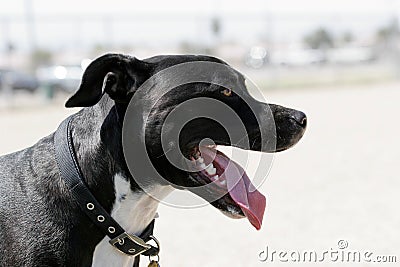 Black pitbull mix dog at the park Stock Photo