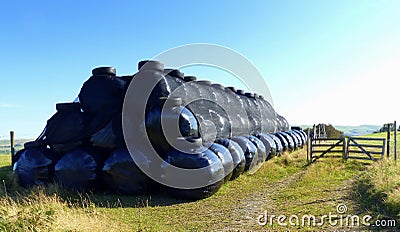 Livestock feed, silage, in black plastic bales Stock Photo