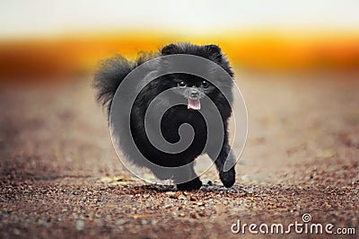 Black Pomeranian Spitz puppy playing Stock Photo
