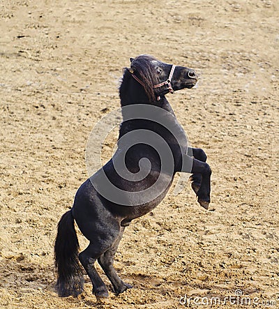 Black pony with long mane stand on the sand Stock Photo