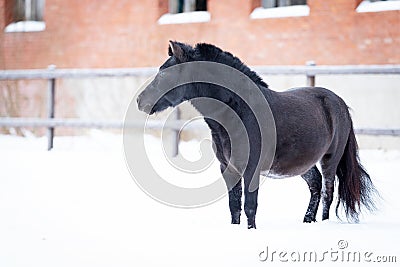 Black pony in manege at winter day Stock Photo