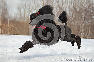 Black Poodle Stock Photo