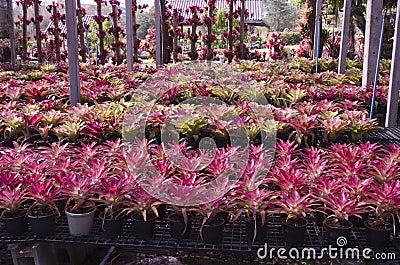 Black pots of beautiful bromeliads in green house Stock Photo