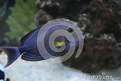 Doctorfish (Acanthurus chirurgus Stock Photo