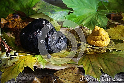 Black pretzel and hummus halloween setting, scarry dish Stock Photo